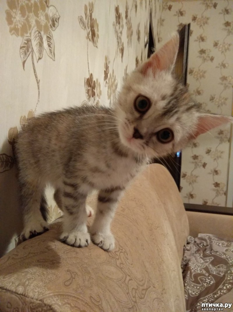 Британская кошка помесь с обычной