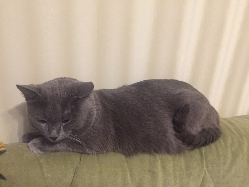 Котик помесь британца и простой породы