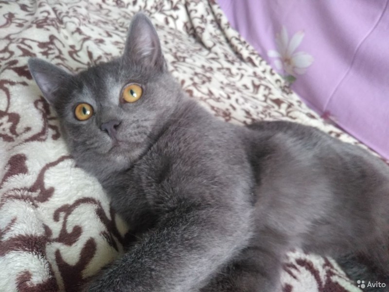 Котята метисы британцы