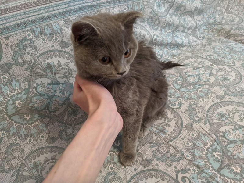 Шотландская вислоухая кошка помесь