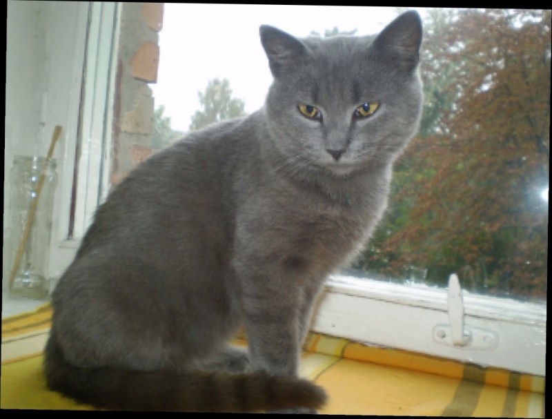 Британская короткошёрстная кот помесь