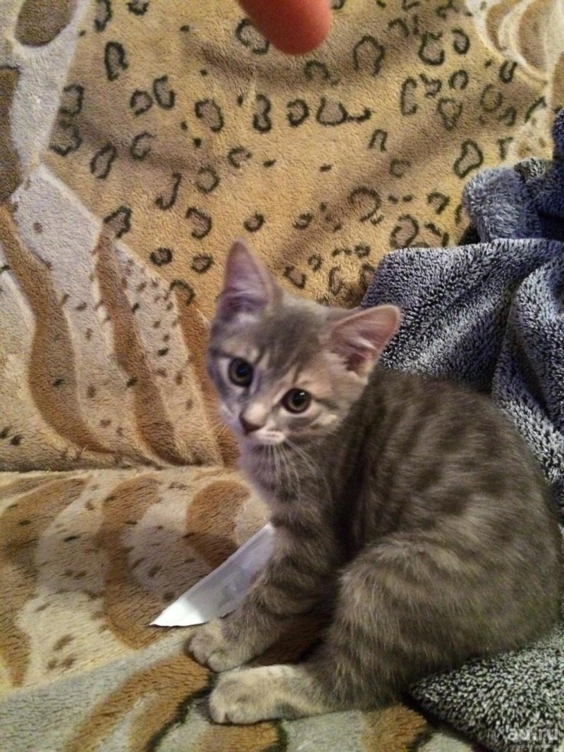 Кот шотландец метис