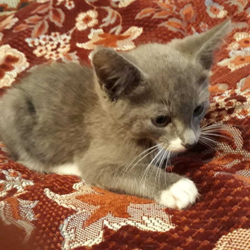 Котенок метис бенгал