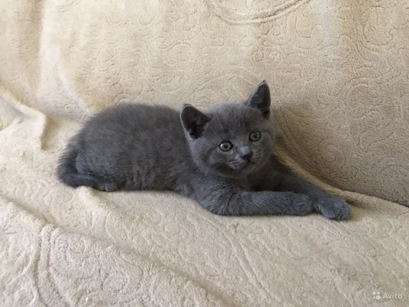 Метис скоттиш фолд