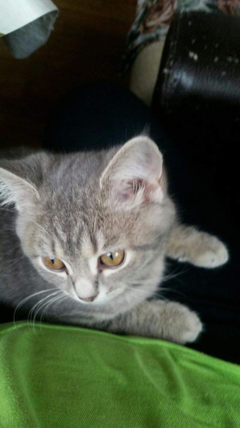 Маленькие синие котята