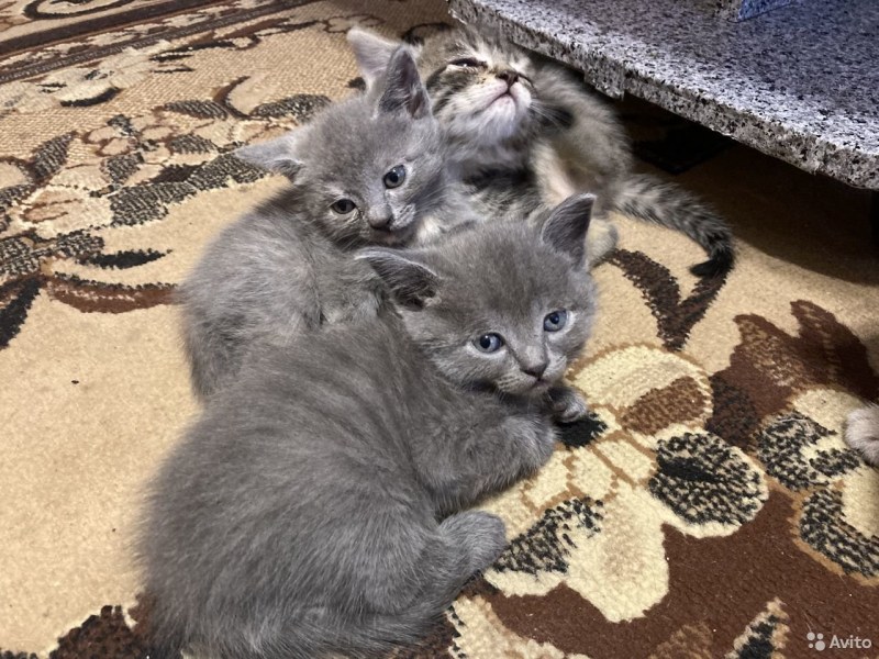 Тонкинская кошка котята метис
