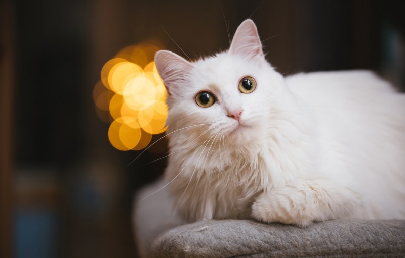 Кошка белая