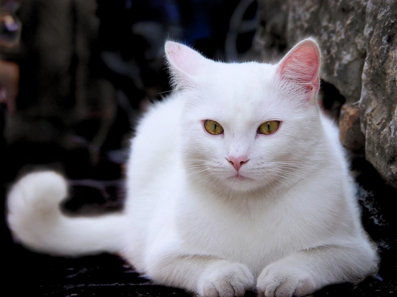 Белая кошка с янтарными глазами