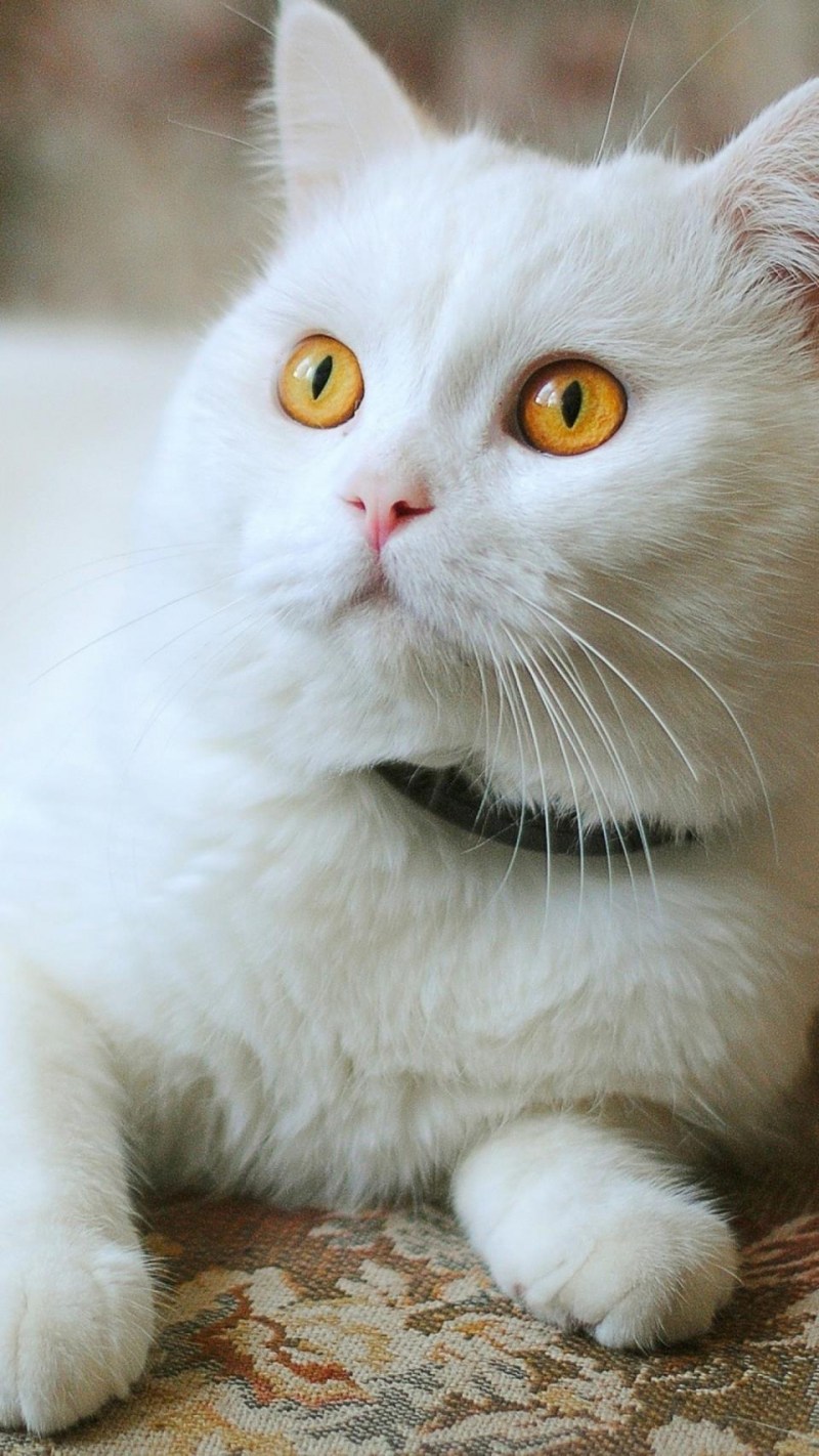 Белая кошка с янтарными глазами