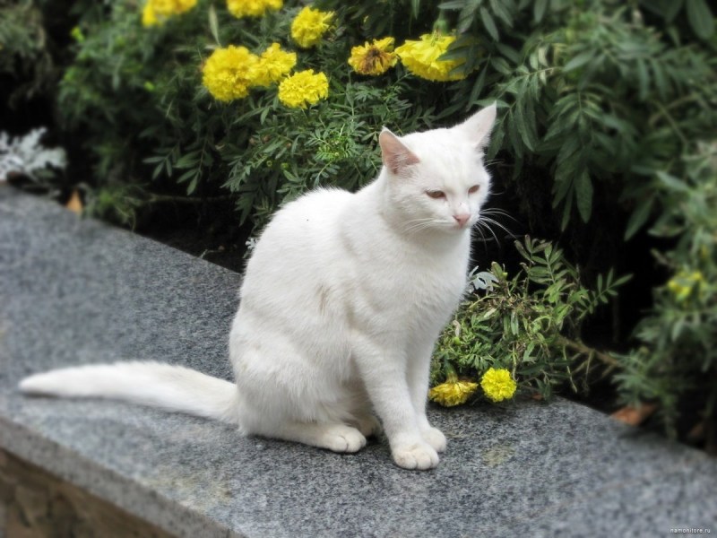 Белые коты