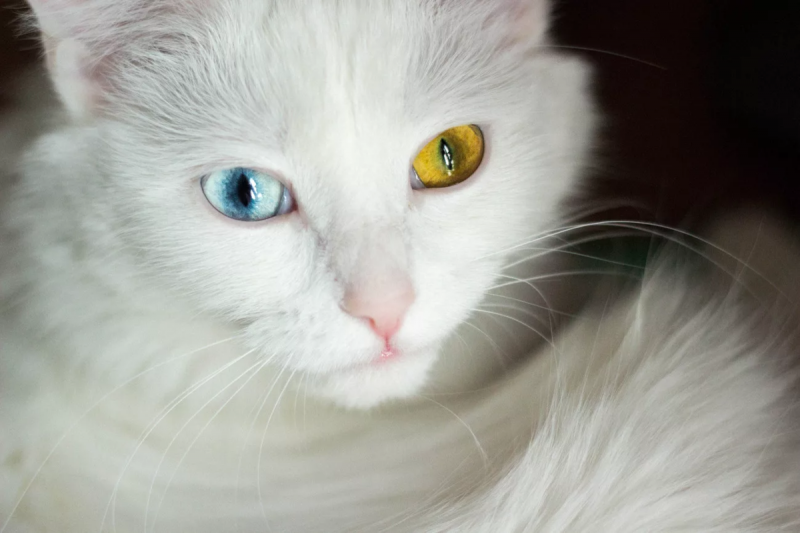 Домашняя кошка белая
