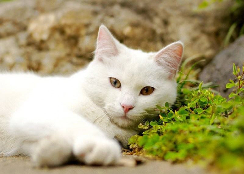 Красивая белая кошка