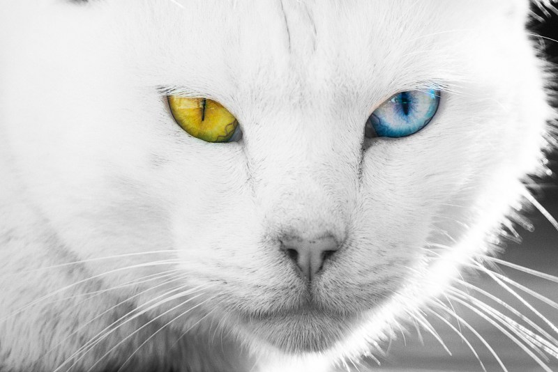 Кошка из Морозко