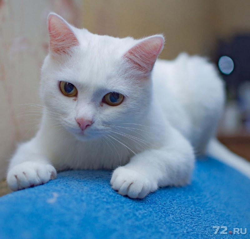 Белый гладкошерстный кот