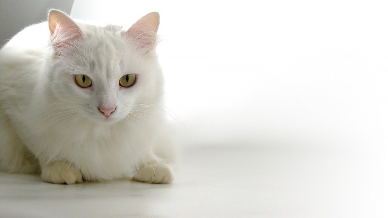 Турецкая ангора кошка короткошерстная
