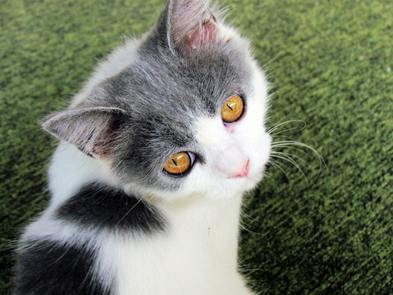 Серо белые коты