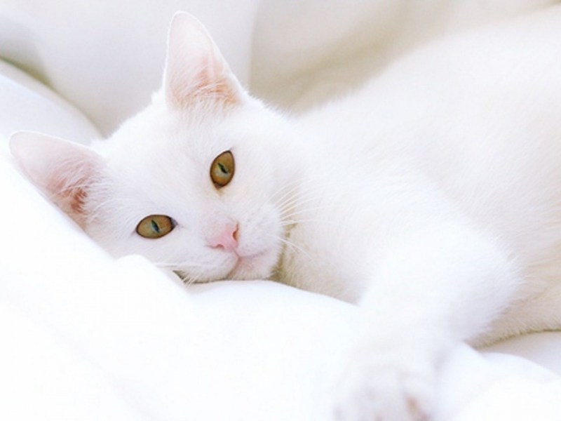 Кошка белая