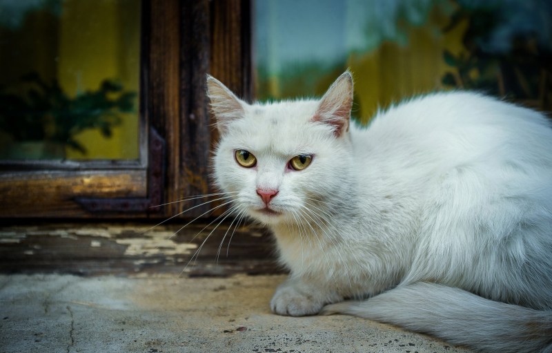 Кошка белая