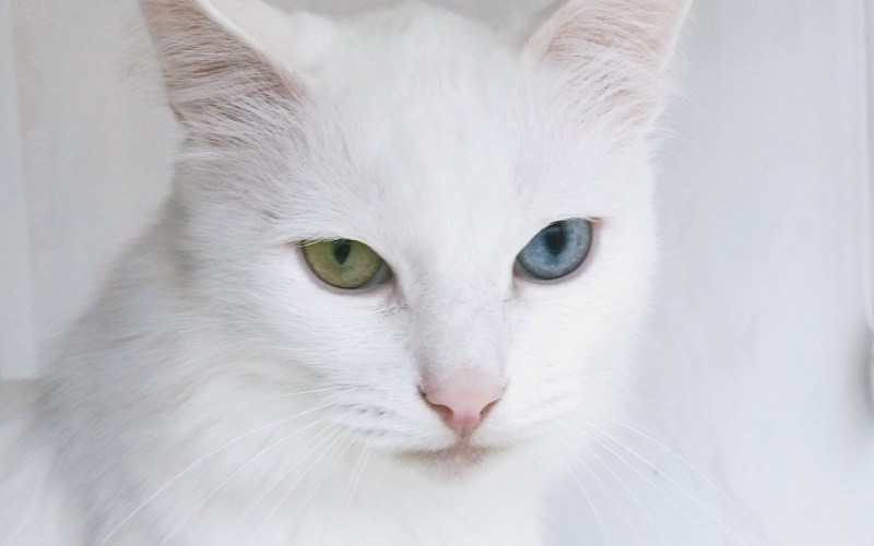 Белый котик