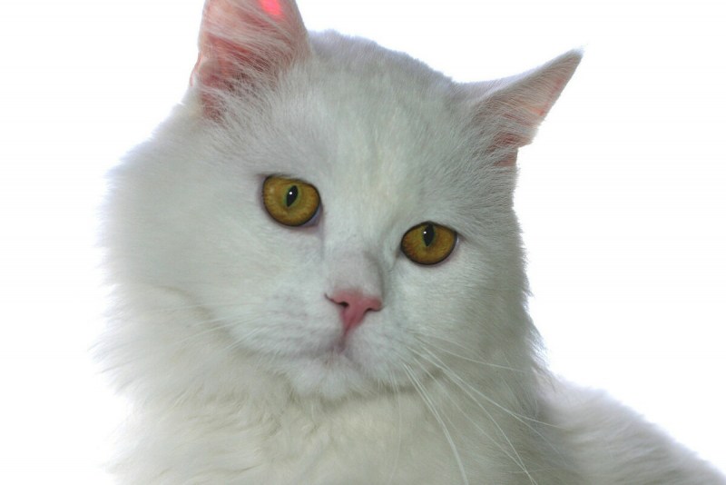 Французская кошка белая