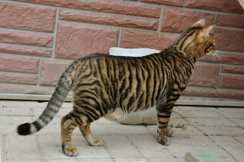 Бенгальская кошка тойгер