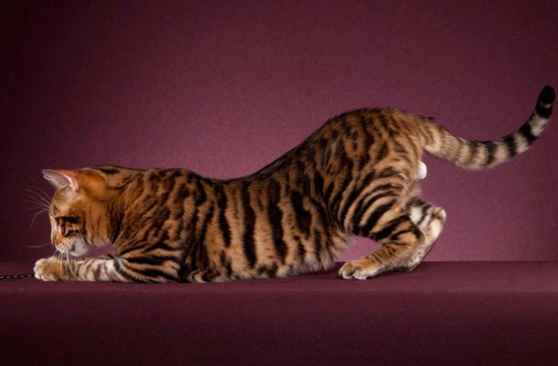 Кот домашний тигр тойгер