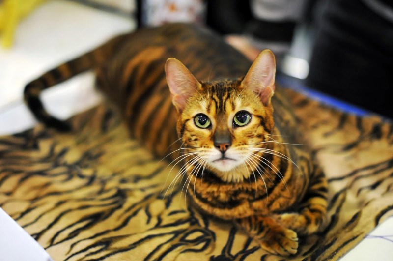Бенгальский кот