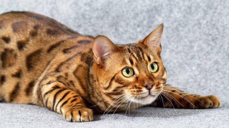 Американский тойгер кошка