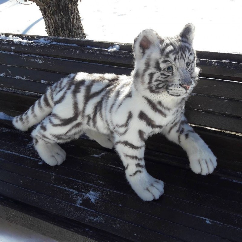 Бенгальская кошка