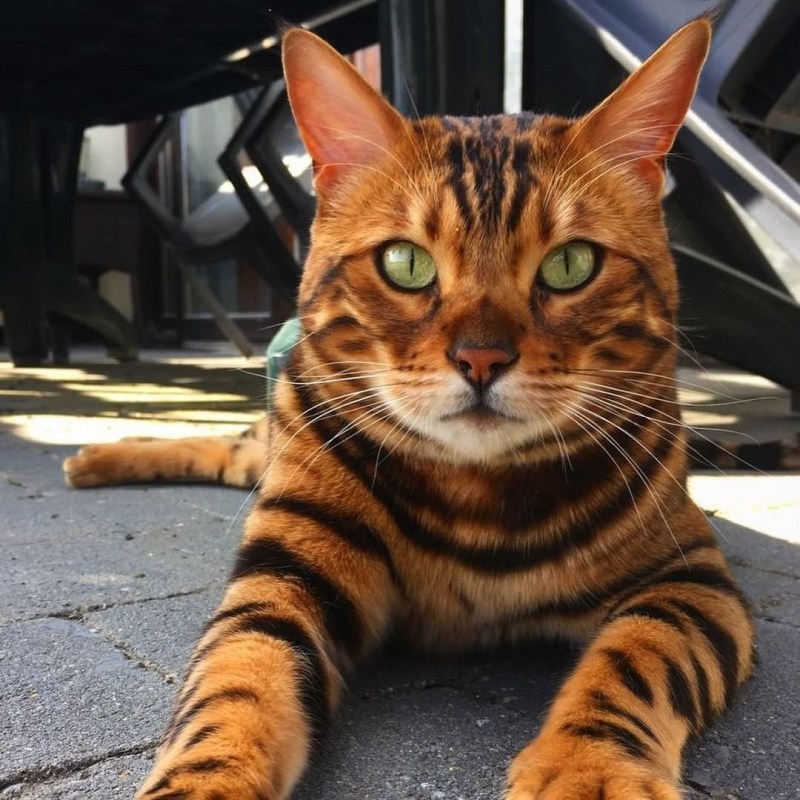 Кот тойгер