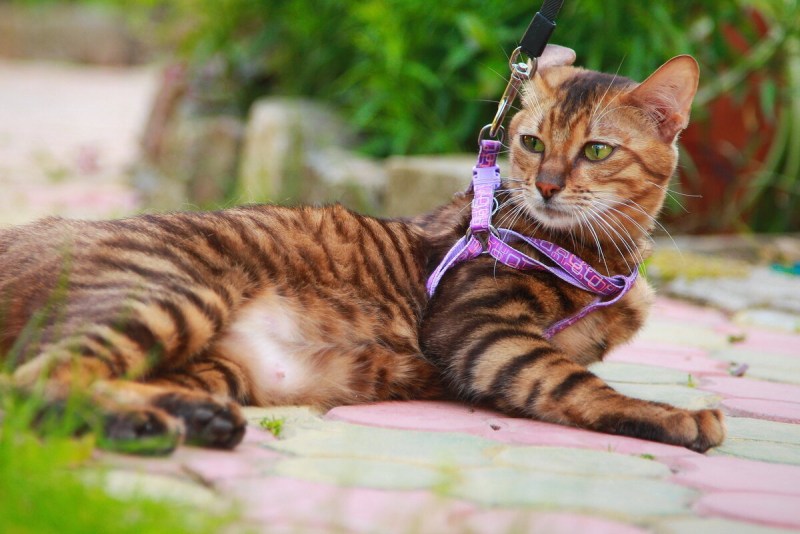 Бенгальская кошка Тигер