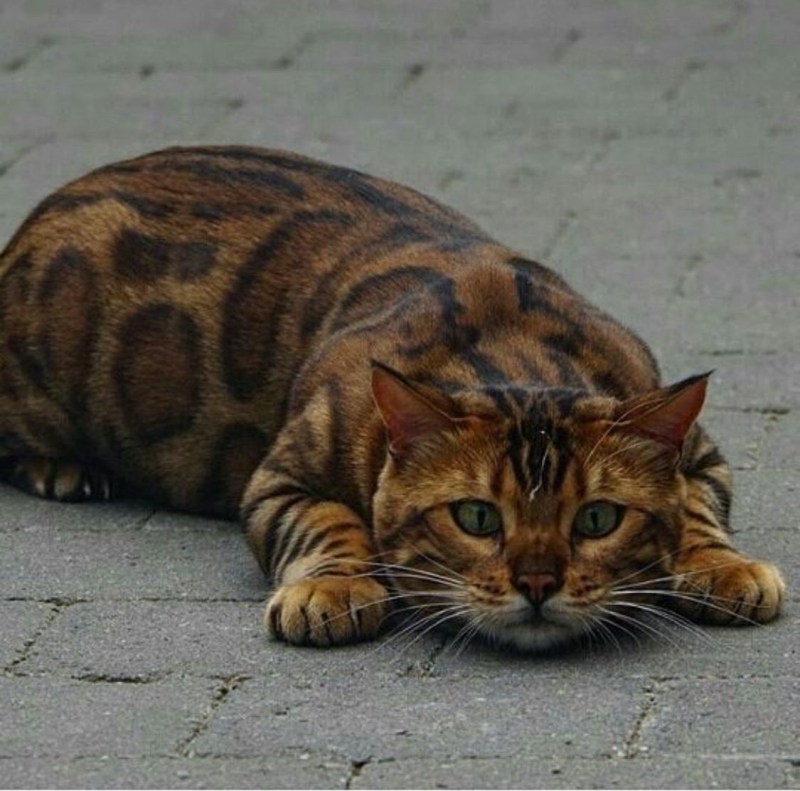 Бенгальская кошка тойгер
