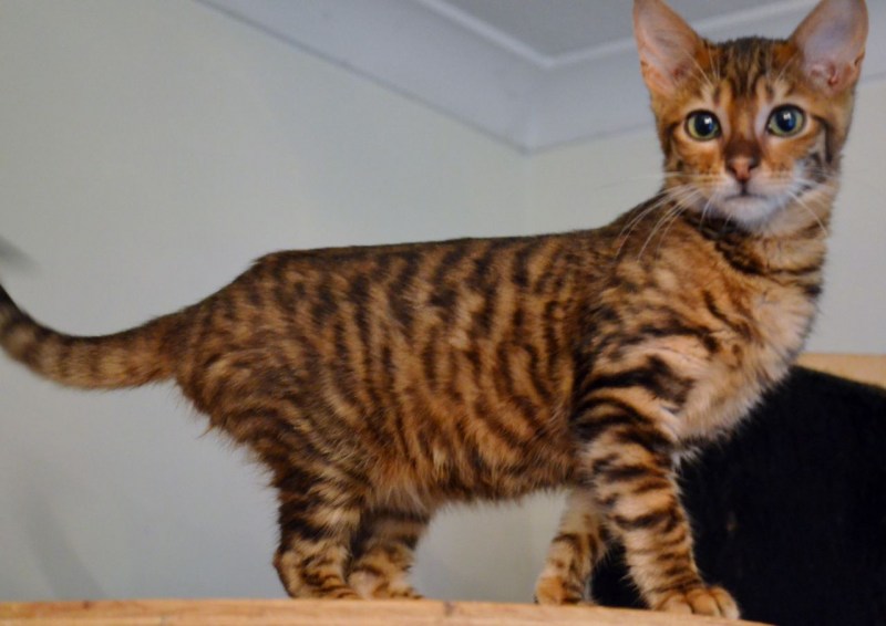 Бенгальский кот