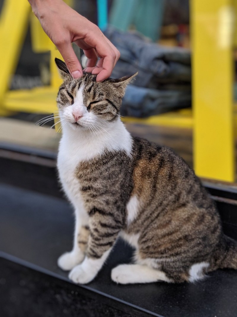 Здоровая котейка