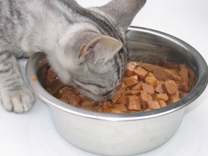 Миска с едой для кота
