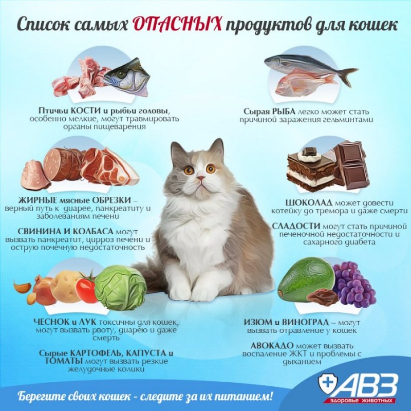 Опасные продукты для кошек