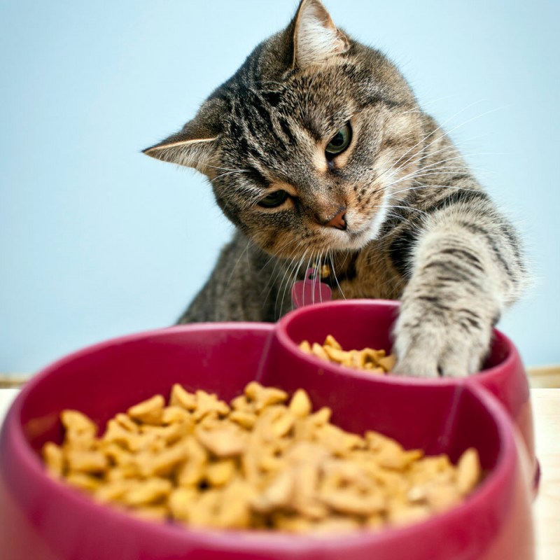 Котенок кушает