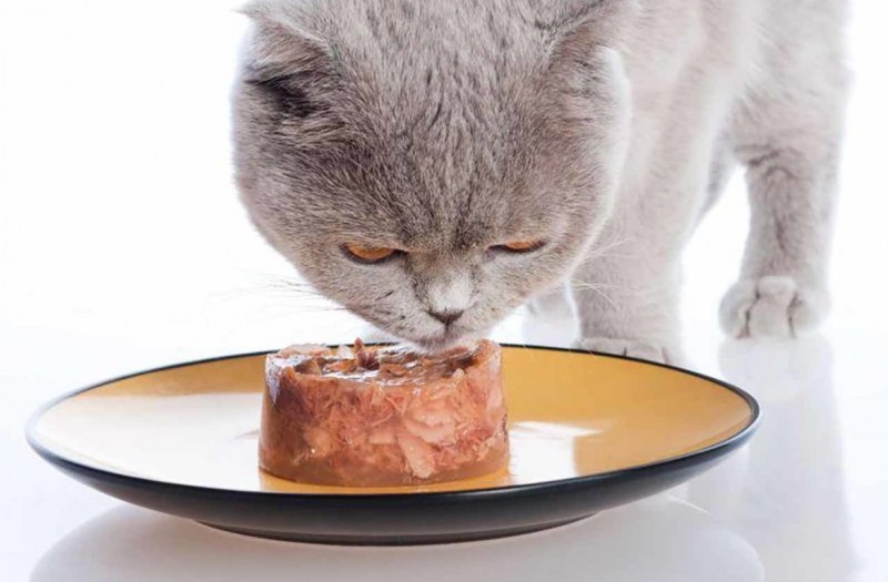 Кошка кушает