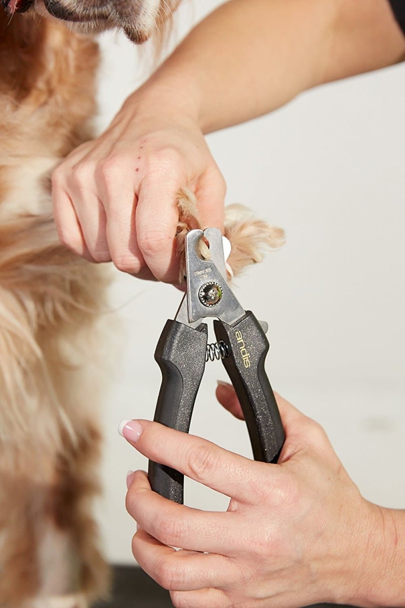 Как подстричь когти щенку кокер спаниеля