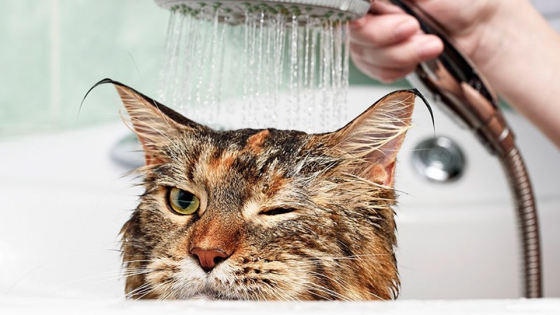 Купание кота