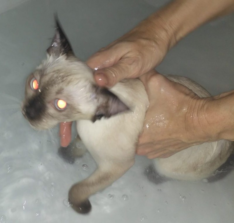 Мокрый котенок