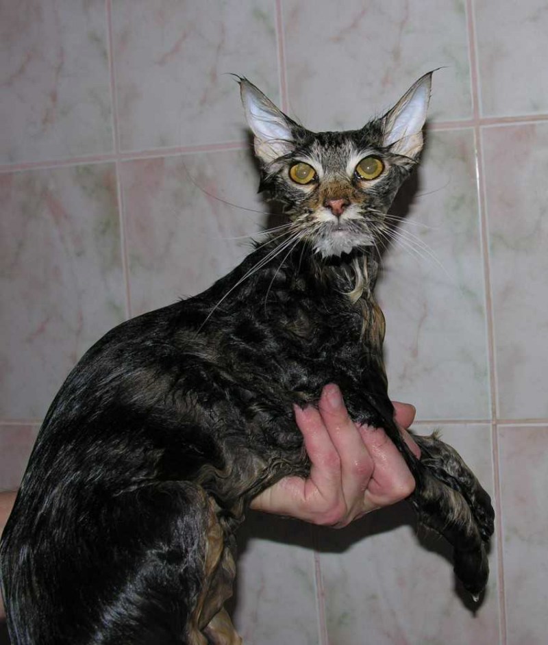 Белая кошка в ванной