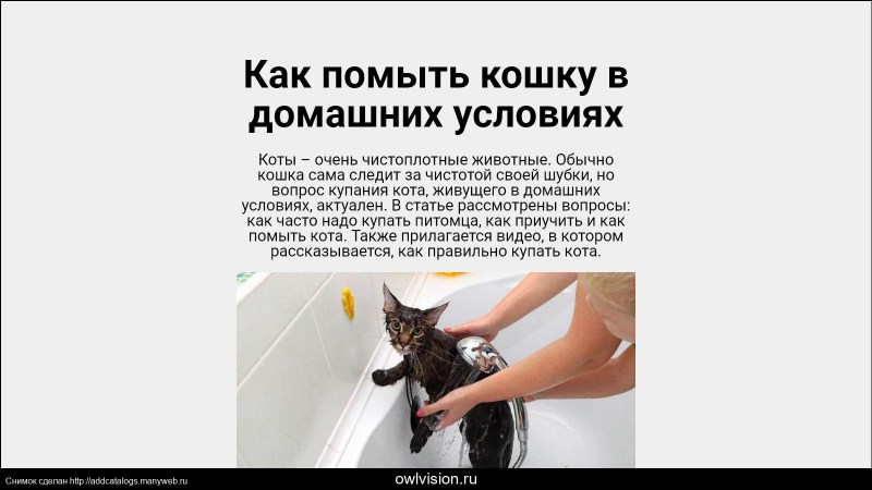 Как помыть кошку
