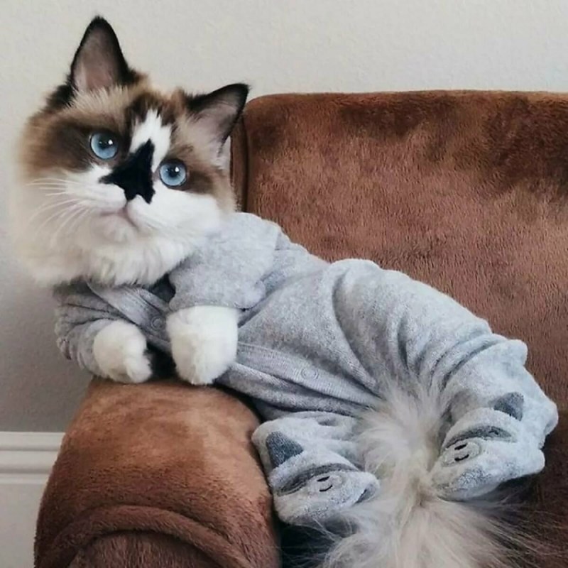 Смешная морда кота