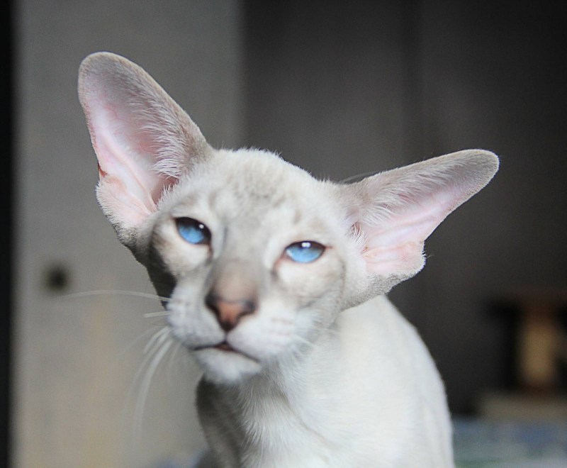 Коты ориенталы грузины