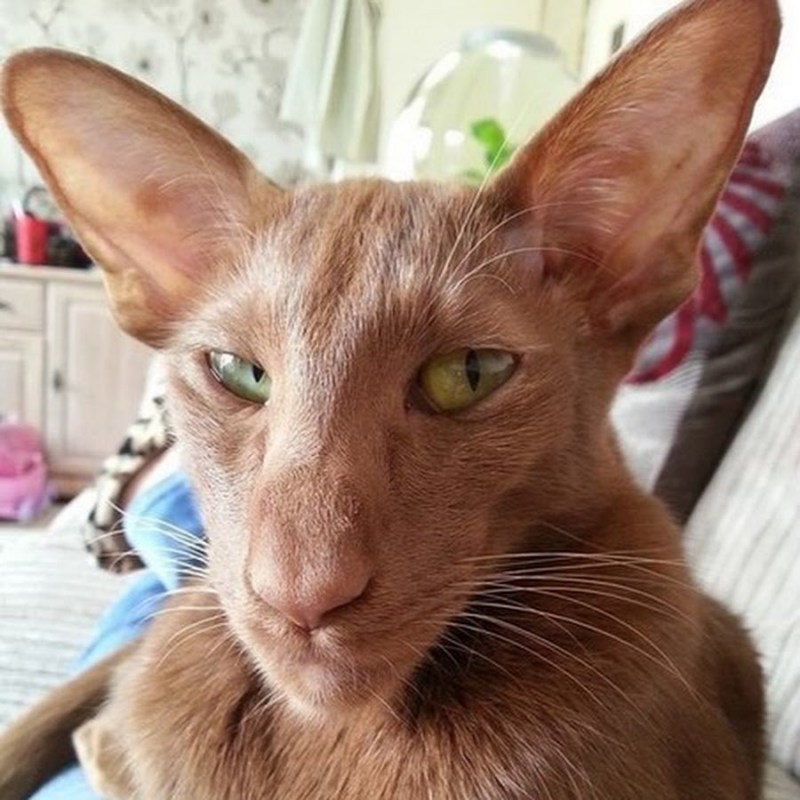 Ориентальный кот грузин