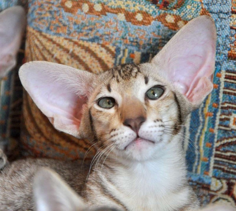 Ориентальная кошка черная котенок