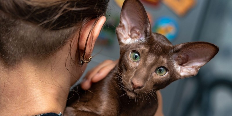 Коты ориенталы грузины