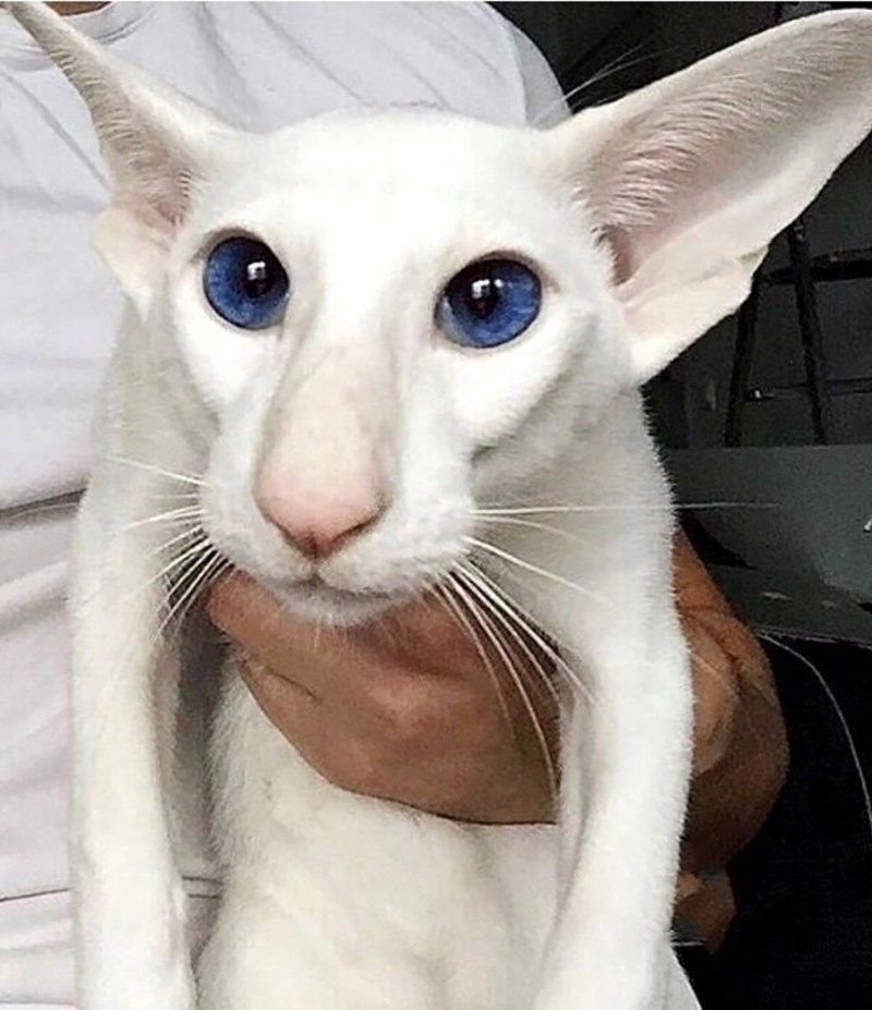 Коты ориенталы грузины
