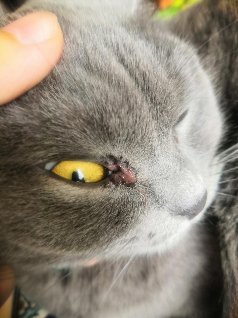 Кератоконъюнктивит у кота